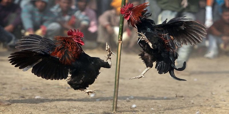 các loại kèo đá gà cựa sắt