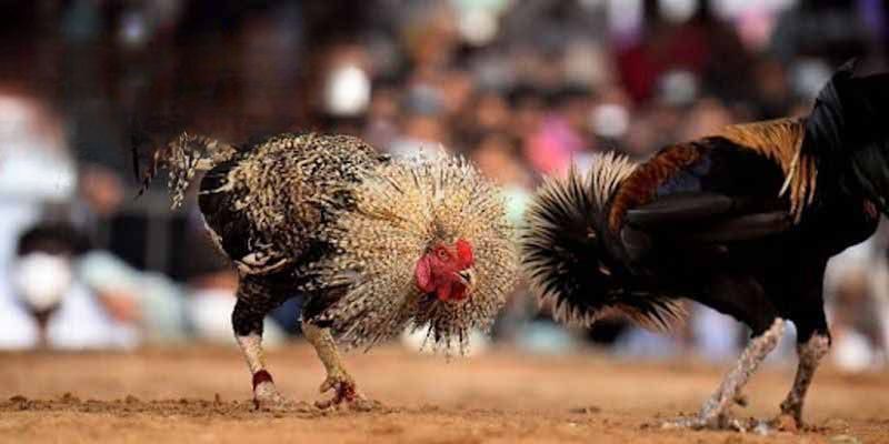 Hướng dẫn chơi đá gà thomo hiệu quả